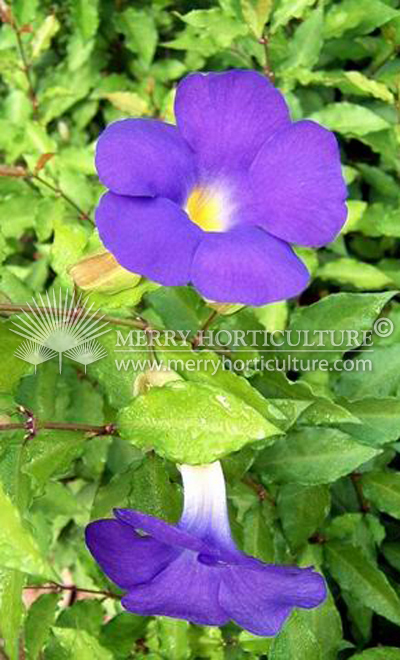 Thunbegia erecta (flower)